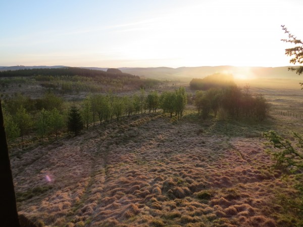 Ny dag, denne gangen på Timberroad. Her var det sett bukk flere ganger, men ikke hadde fått skutt den(?) Jeg så den selv i mars når jeg var der på jakt etter geiter